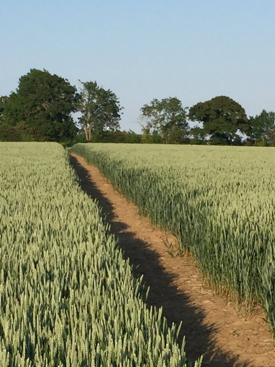 Glorious evening here in Thirsk....out with the dogs.  #JamesHerriotCountry #ArableFarming 
#footpath