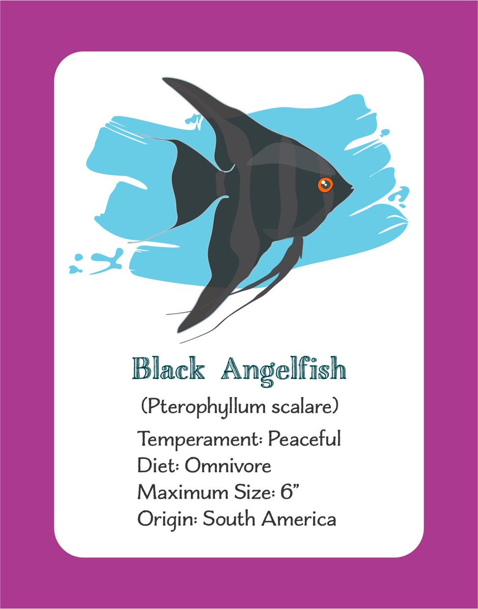 The answer is that Freshwater Angelfish are actually related to Cichlids in the Cichlid family.

#facts #fact #FishTank #fishing #angelfish #FunFact #funfacts #FactsMatter #fish #aquarium #KaplanCrypto #boardgame #boardgames #game #games