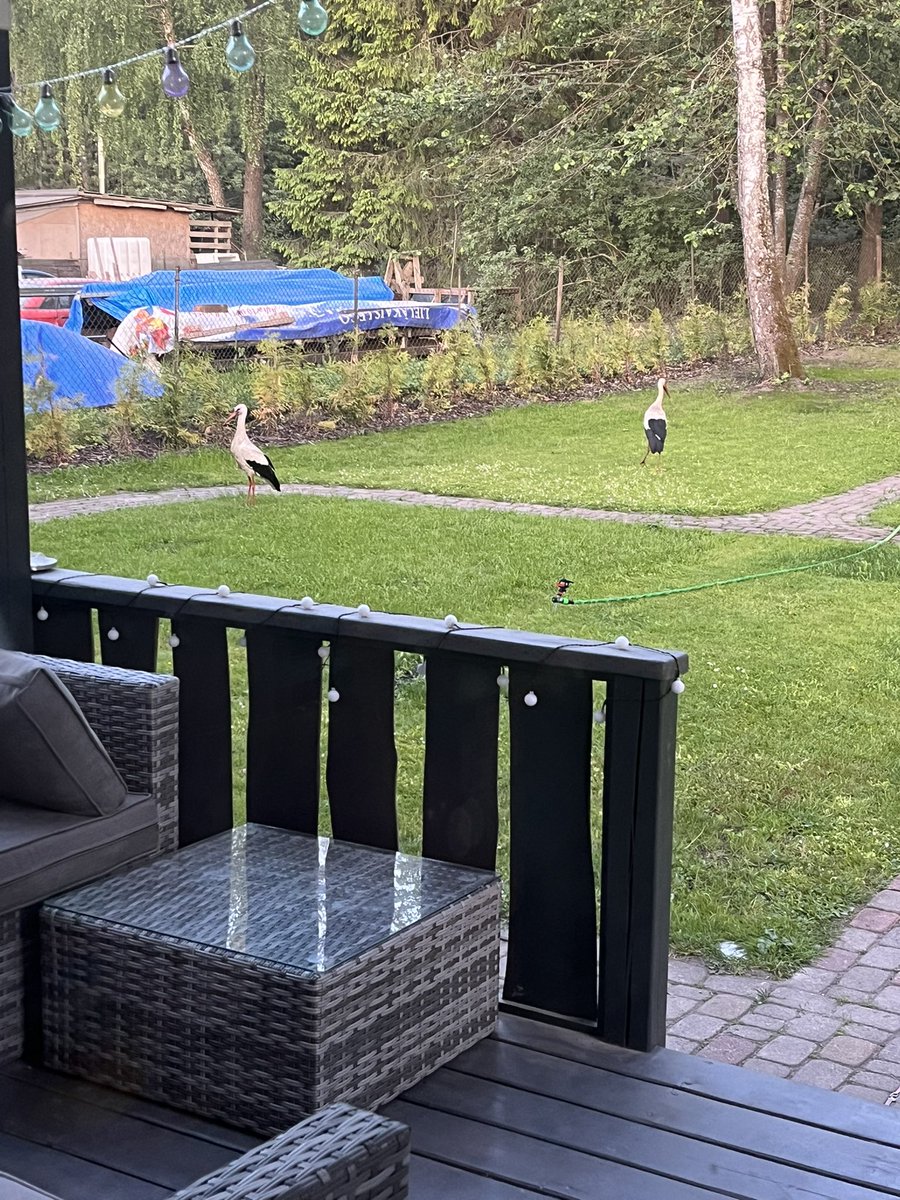 Vai jāsāk uztraukties? Mūsu ikvakara viesis atvedis līdzi draudzeni. Ja ik pa 2 nedēļām nāk klāt pa 1 stārķim mums pagalmā vairs nebūs vietas 😂