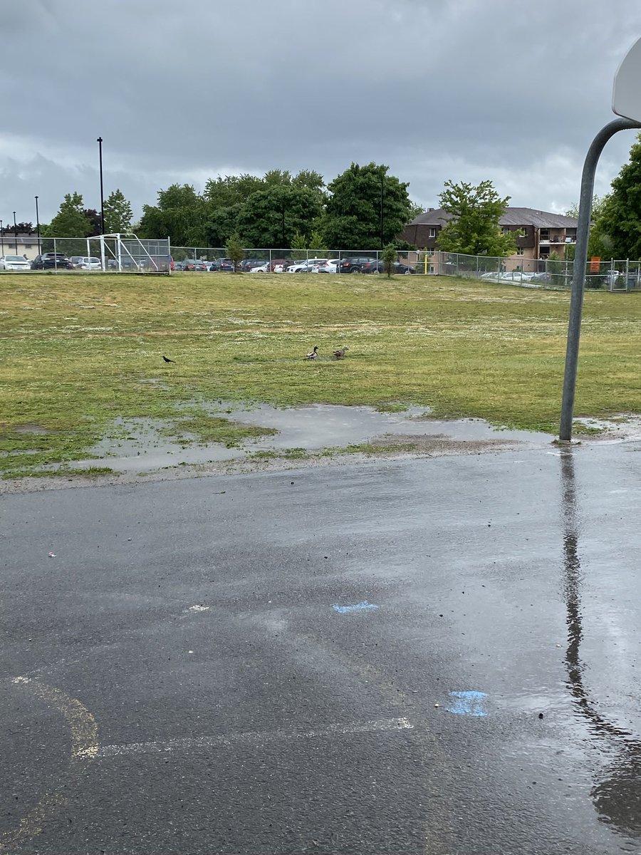 More fun summer hats and some surprise guests on our yard! 🦆 <a href="/MollyBrant_LDSB/">Molly Brant ES</a>