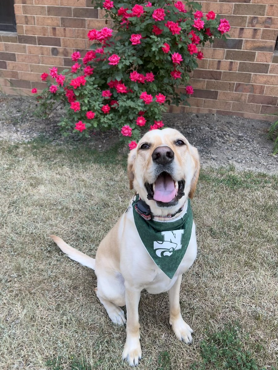 Have a paw-some summer <a href="/NoviHighSchool/">Novi High School</a>!!! 🐾💚🤍