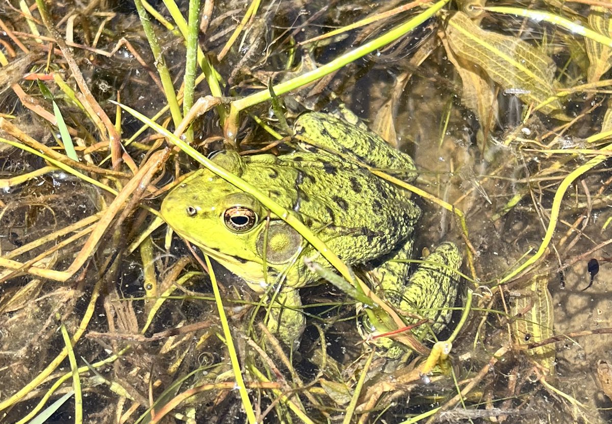 LSRCA's tweet image. This adorable #GreenFrog was spotted during our fieldwork at Circle Park in Innisfil! Not only did we manage to capture a picture of this little amphibian, but we also spotted some tiny #Tadpoles swimming nearby! #LocalEnvironment