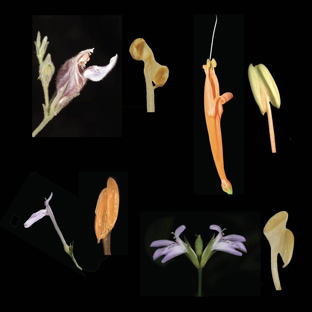 Carrie Kiel (@carrieakiel) on Twitter photo I am super thrilled to see our paper published on the amazing anthers of Justicia (Acantaceae) in <a href="/annbot/">Annals of Botany</a> with collaborators @A___Fisher, Erin Manzitto-Tripp, Mark Porter, and Lucinda McDade <a href="/CABotanicGarden/">California Botanic Garden</a>. preprint: academic.oup.com/aob/advance-ar… I am super thrilled to see our paper published on the amazing anthers of Justicia (Acantaceae) in <a href="/annbot/">Annals of Botany</a> with collaborators @A___Fisher, Erin Manzitto-Tripp, Mark Porter, and Lucinda McDade <a href="/CABotanicGarden/">California Botanic Garden</a>. preprint: academic.oup.com/aob/advance-ar…