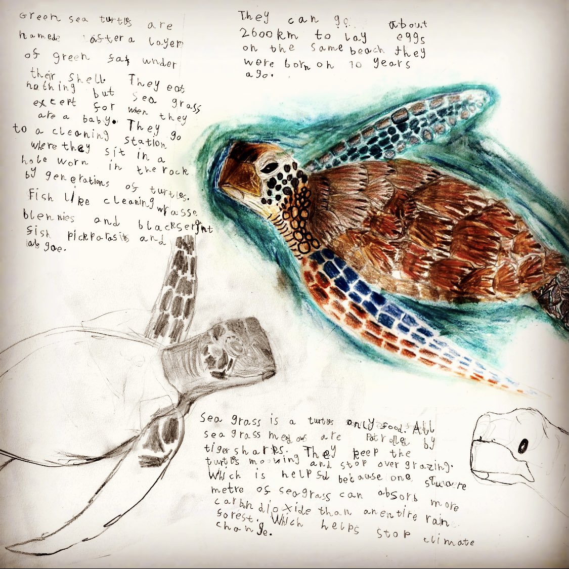 Drawn age 7 ✨#GreenSeaTurtle 💚 for #Naturejournalingweek #WorldOceanDay 💦 ‘Green #turtles are part of the ecosystem that keeps the seagrass forests and #oceans healthy. Sea grass captures carbon faster than anything in the world!’  @WorldOceansDay 
@GreenpeaceUK @saveourseas