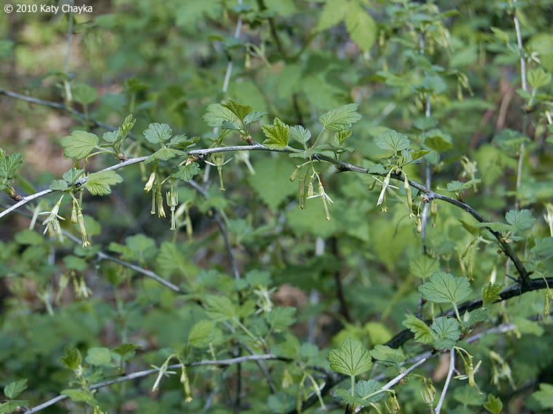 PowellGardens's tweet photo. #ForagingFriday: Missouri Gooseberry (Ribes missouriense).
Found in the openings of woods and fields, they are at full ripeness in the height of summer. Gather the fruits in the warmth of the day when the berries will be the sweetest!
Learn more at https://t.co/cNJcA6bU5p. https://t.co/MFPyTyPeWx