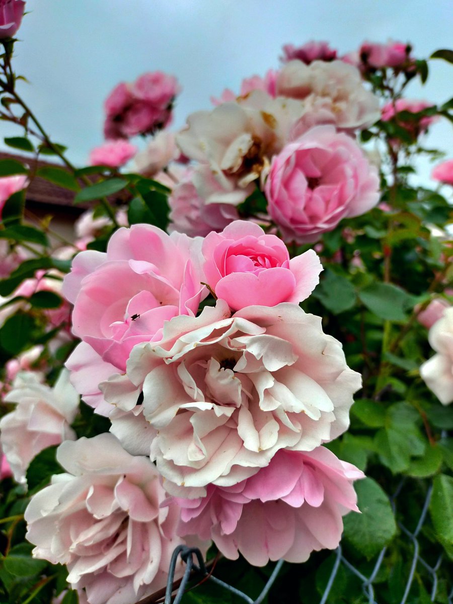 sprpasteque_'s tweet photo. flowers 🌺 https://t.co/La5ldt9N1d