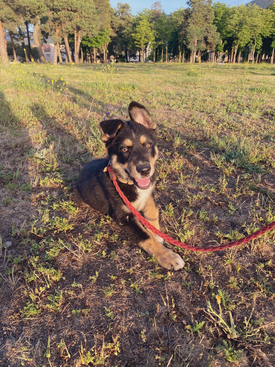 paulaag_25's tweet photo. Ahora los paseos son mucho mejor🐶💗🫠 https://t.co/CbEAGOOiRE
