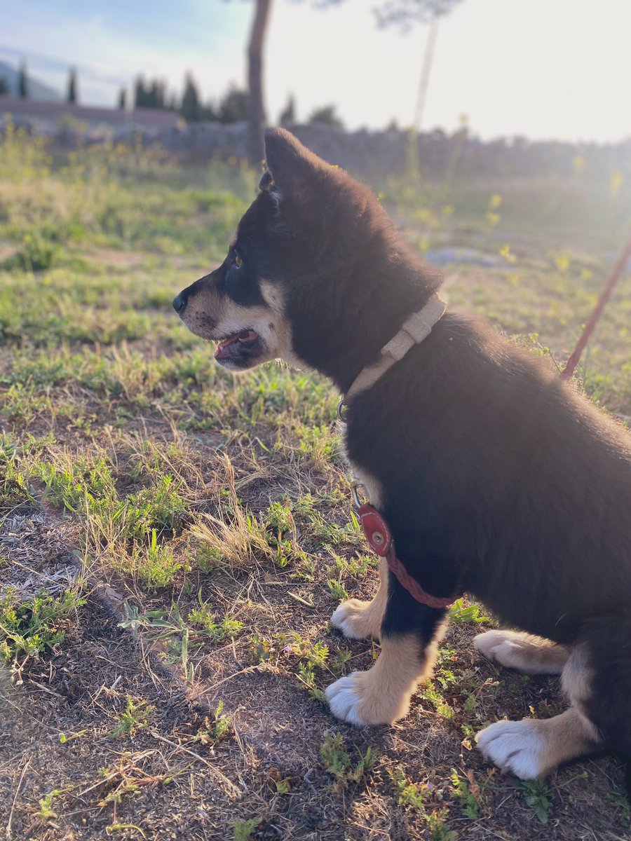 paulaag_25's tweet photo. Ahora los paseos son mucho mejor🐶💗🫠 https://t.co/CbEAGOOiRE