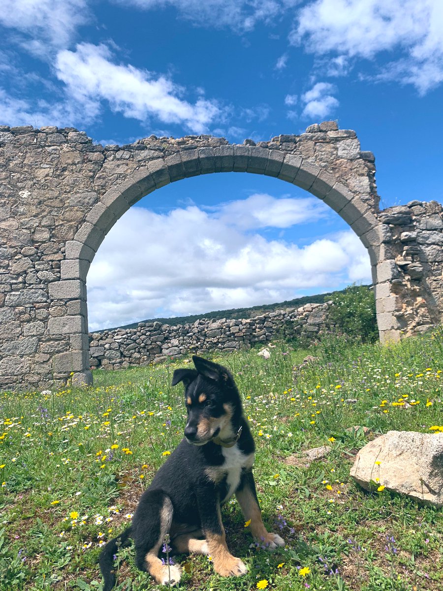 paulaag_25's tweet photo. Ahora los paseos son mucho mejor🐶💗🫠 https://t.co/CbEAGOOiRE