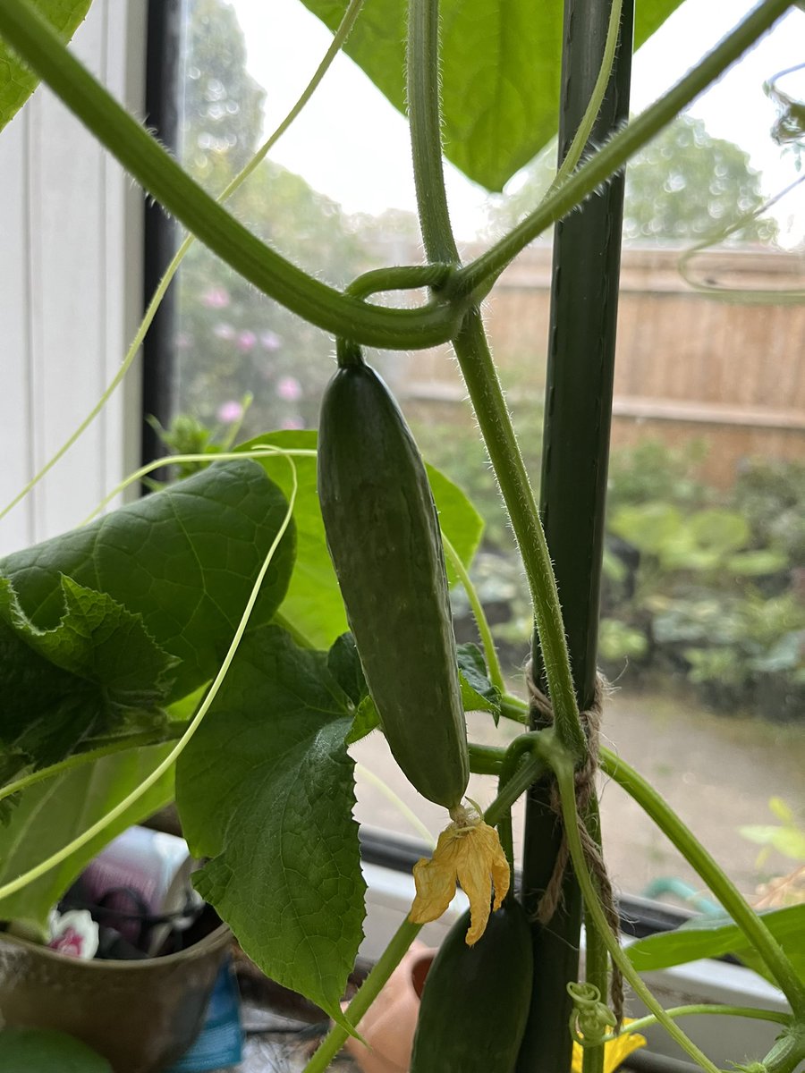 Monty’s cucumber were pathetic. What’s he been doing? These are what they should look like. May eat our first cucumber this weekend

#GardenersWorld #shoutyhalfhour