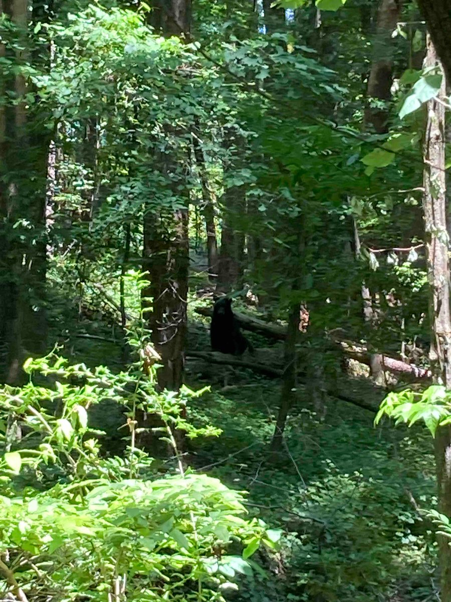 JohnsCreekPD's tweet photo. To our Seven Oaks friends and other along the McGinnis Ferry corridor, let’s keep watch on pets the next day or two. #JCPDWare didn’t get closer cause I wasn’t sure if I was a faster runner than those who were with me. #WareBear https://t.co/uZNeR1JW0C