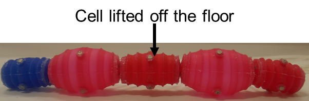 ridhibansal_'s tweet image. My recent work on soft modular robot, ‘Self-reconfiguring Soft Modular Cellbots’. Where cells can self adapt to an optimal shape to effectively manoeuvre different frictional terrains.
Available at: ieeexplore.ieee.org/document/10122…
Video: youtube.com/watch?v=F4zv5o…
#IEEE #RoboSoft