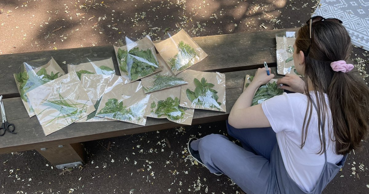 HerbRobert6's tweet photo. 🌿#gardeningvolunteer Madeline picks some #herbs from the #teagarden for the #communityfridge 🪴 https://t.co/EtSj9QZlBy