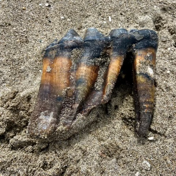 3CatInfo's tweet photo. Una banyista troba una enorme dent de mastodont en una platja de Califòrnia https://t.co/FK9w6DVXtY https://t.co/bMKdWcTSBb