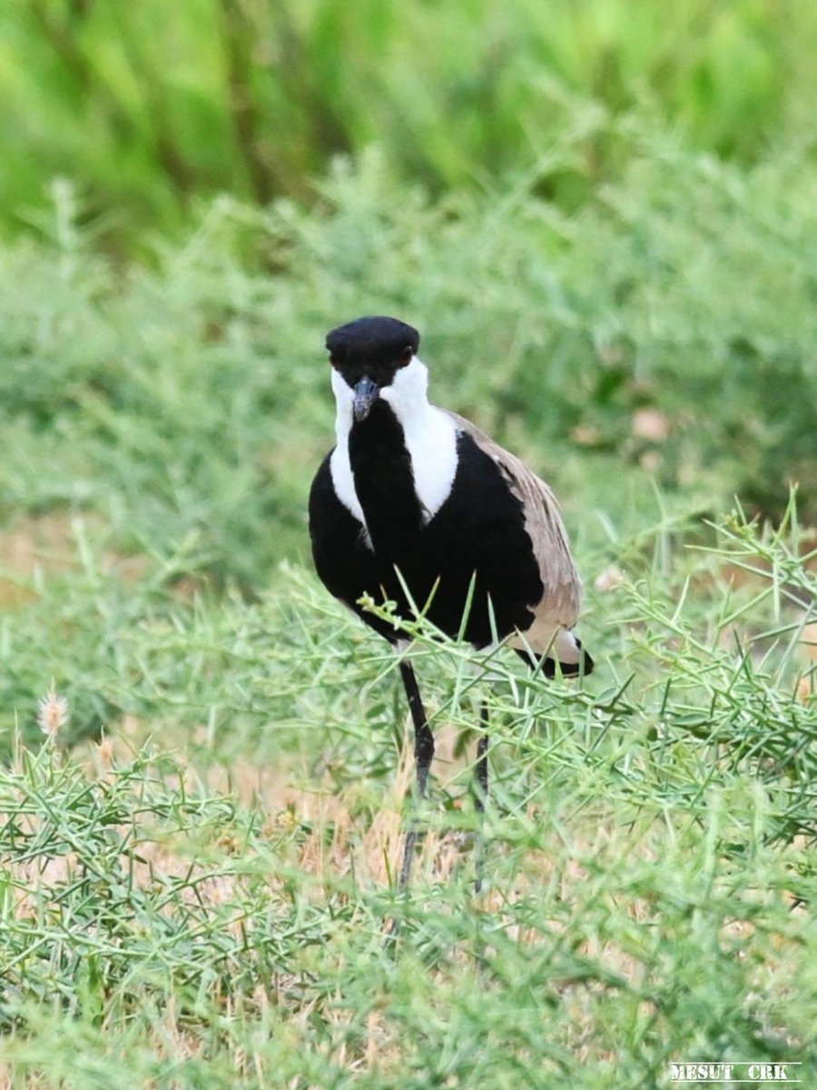 Spur-winged lapwing - Vanellus spinosus - Mahmuzlu kızkuşu 

#birdphotography #birdwatching #BirdsSeenIn2023 #BirdTwitter #nature撮影会 #naturelovers #birds #birding #NaturePhotography #naturetherapy #Sigmaライバー #wildlifephotography #nikonphotography #nikonz6ii #hangitür