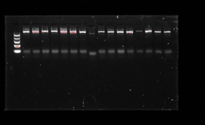 RD_Denton's tweet photo. Students sending me this gel on a Friday afternoon? High fives all around and everybody go home. 👩🔬🧬🦎 #undergradsinthelab
(~800bp mitochondrial fragments for identifying salamanders) https://t.co/wCltAo6CGc
