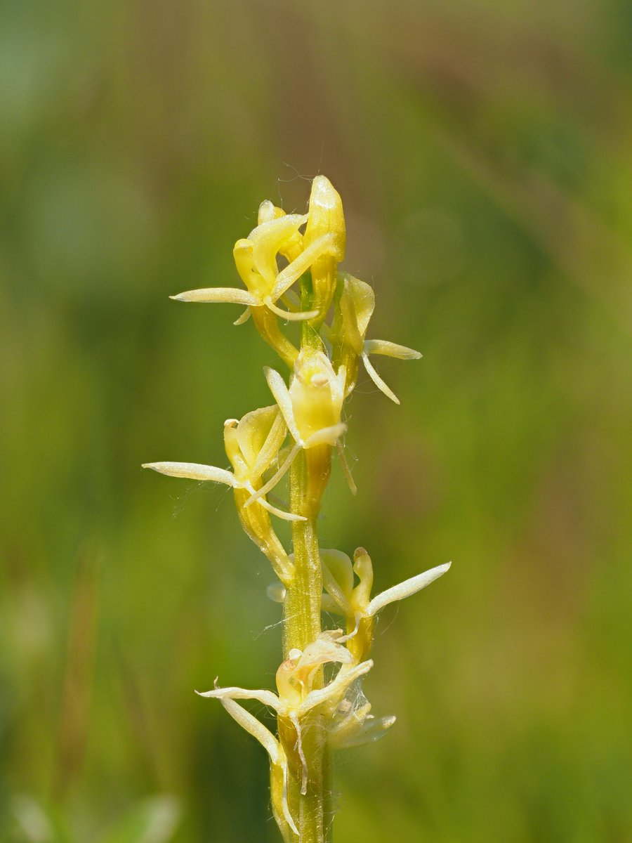 8.6.202.  Fen orchids starting to appear at Kenfig. A very warm few hours spent exploring and orchid hunting was rewarded by finding a few of these tiny flowers, amongst the thousands of marsh orchids on display.
@KenfigWarden @NatResWales @BSBIbotany @ukorchids @_visitbridgend