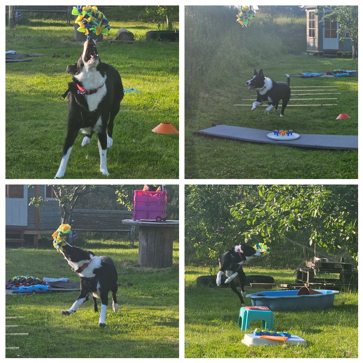 PawsandTrain's tweet image. Full of the joys of a #snufflemat 
Here at #dynamicpawsandtrain fun is always at the centre of our training 

#dogs #collies #dynamicdogpractitioner