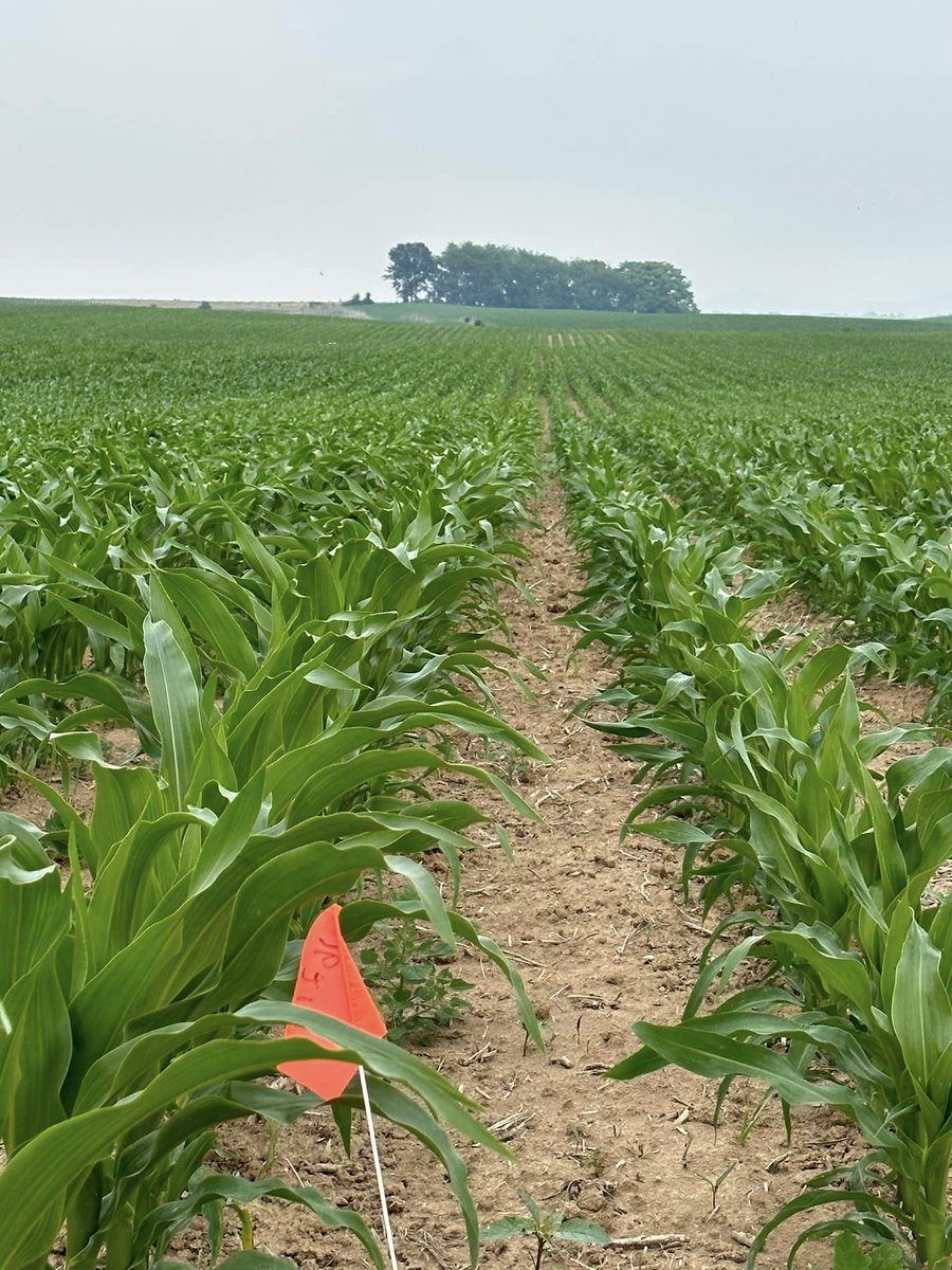 RevereSeed's tweet photo. In the Shenandoah Valley of Virginia checking the progress of test plots. Off to a great start with the limited moisture so far this season! #plotcheck #reverecorn #reverebeans https://t.co/BqcBmYg0BS
