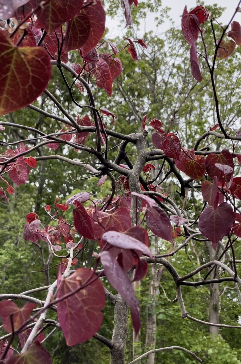 HiddenGardensCC's tweet photo. The #gardens are just getting started and we are here for it! The color on this Ruby Falls Red Bud tree is amazing! #garden #gardening #gardentree #ornamental #plants #gardencolor #redtree #redbud #redleaf #hiddengardens #capecod #gardenlife #follow #gardenpics #gardenphoto https://t.co/seMdcVDX6P