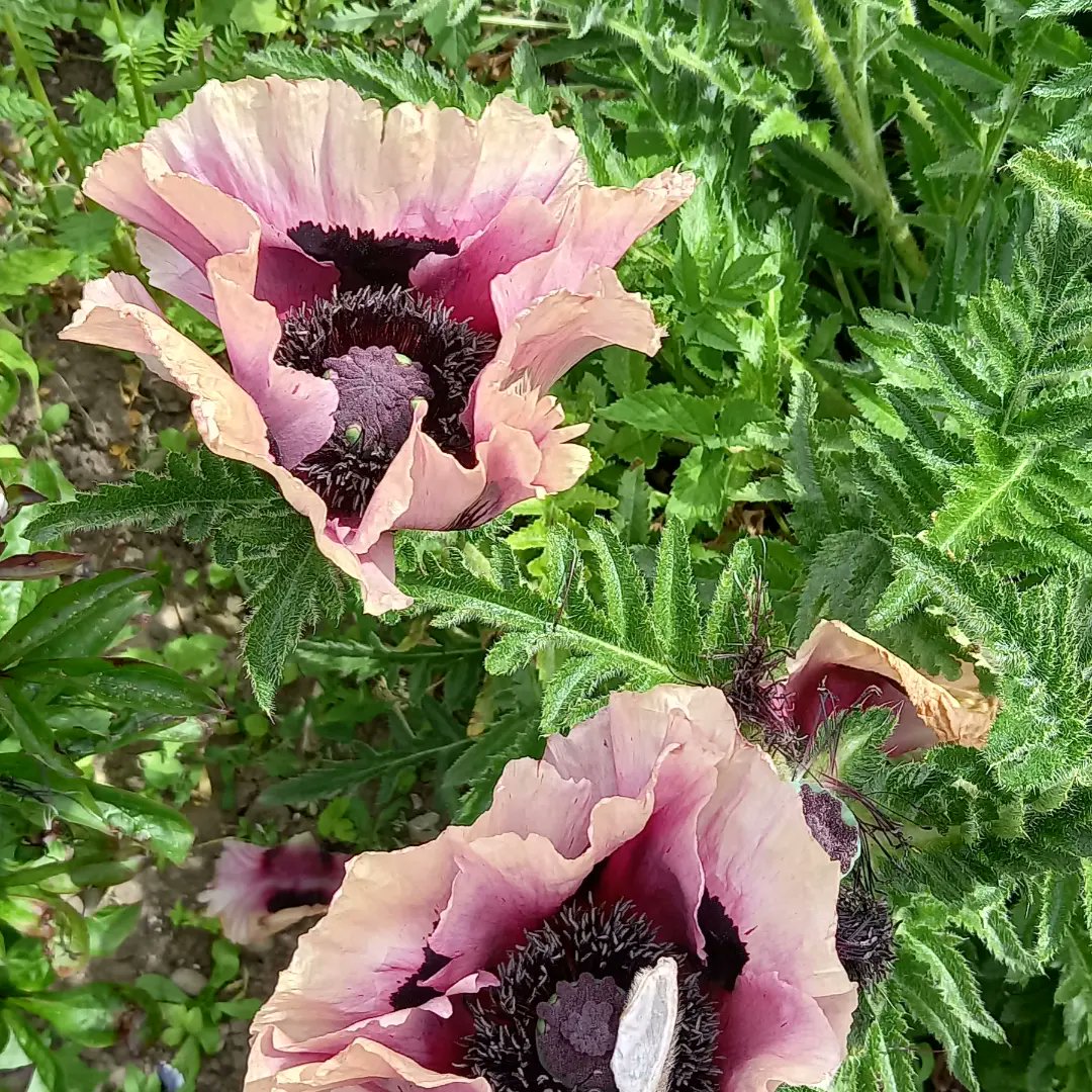 #gardenersworld my poppy has 2 different colours is this due to the dry weather.