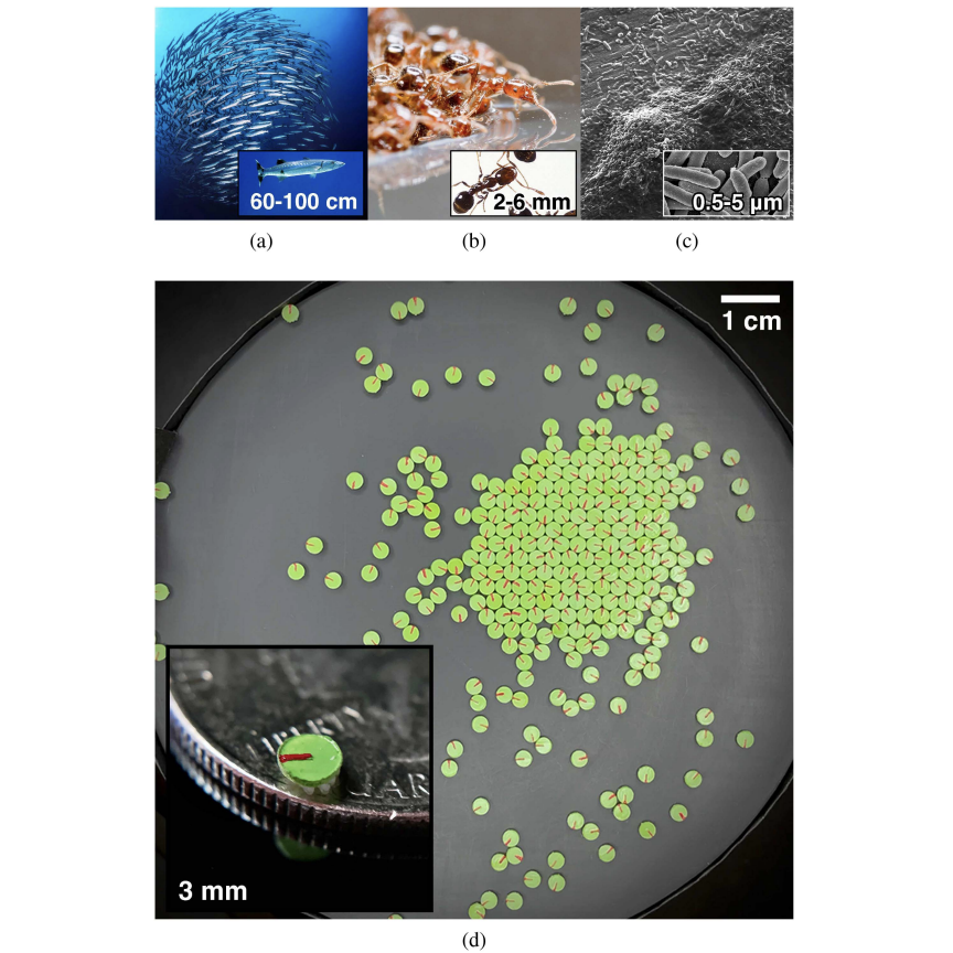 Are you bristling at the thought of having missed out on exciting research presented at ICRA 2023? Then make sure to check out this T-RO paper on swarms of micro bristle robots. ieeexplore.ieee.org/stamp/stamp.js…
<a href="/sethahutchinson/">seth hutchinson</a> <a href="/UCIEngineerDean/">UCI Engineering Dean</a> <a href="/GeorgiaTech/">Georgia Tech</a>    
#MultirobotSystems #swarms