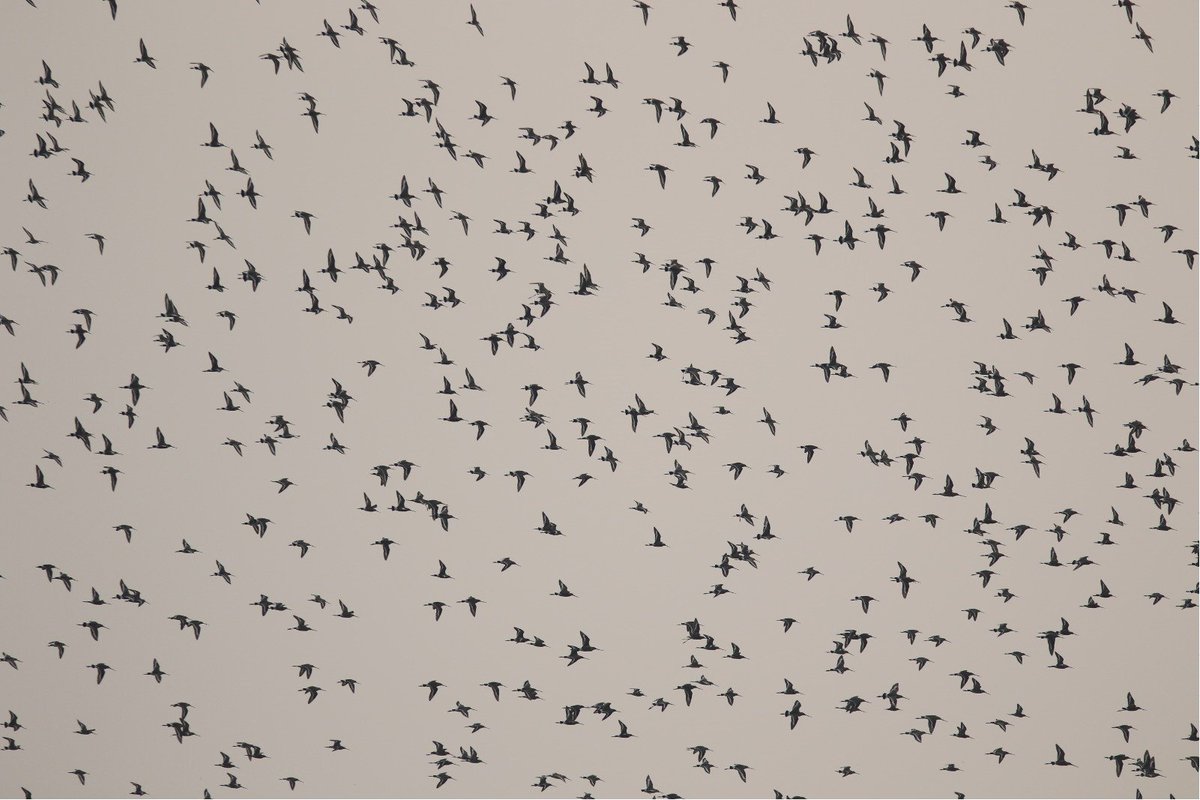 Global Flyway Network tweet media