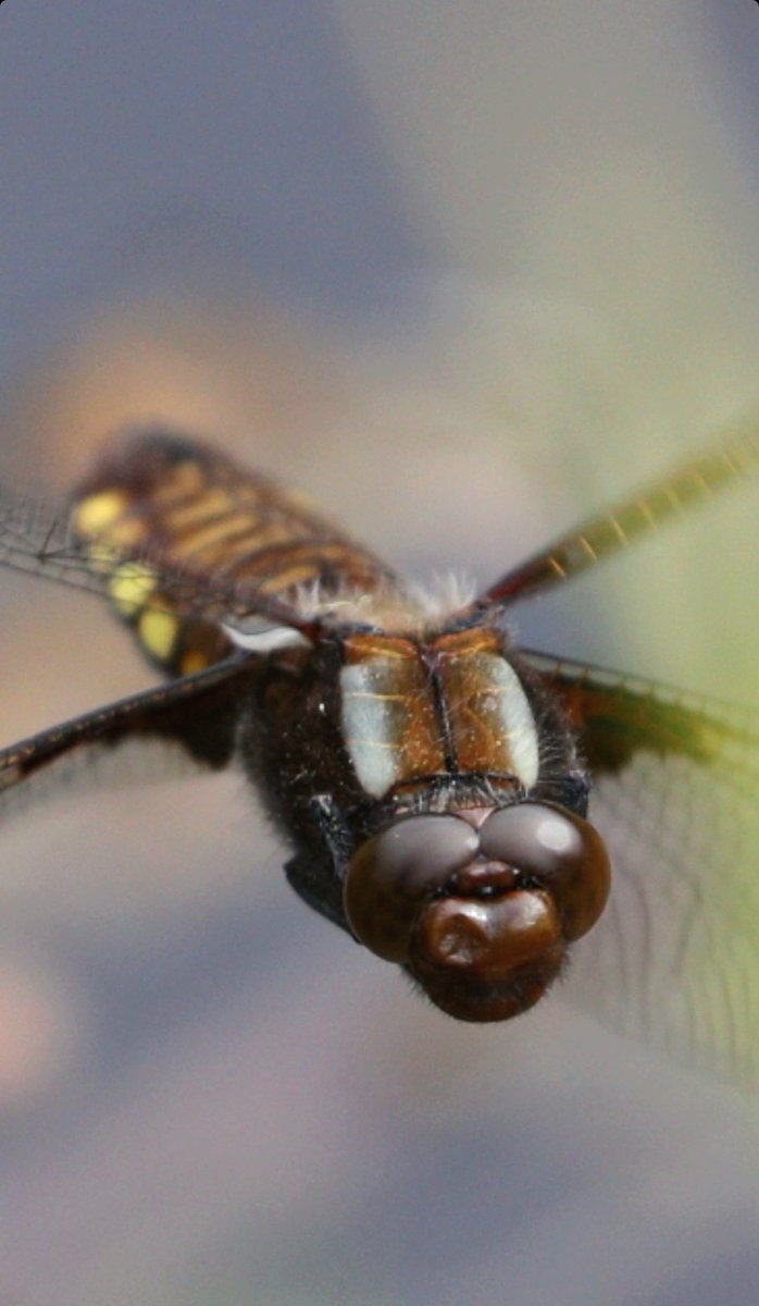 Sibe4me's tweet photo. Easington garden..a female Broad-bodied Chaser dropped in to lay a few eggs as I was stood next to the pond...3 or 4 mins and she was gone..lovely looking thing😁
#broadbodiedchaser @BDSdragonflies https://t.co/h3A2x9IlFn