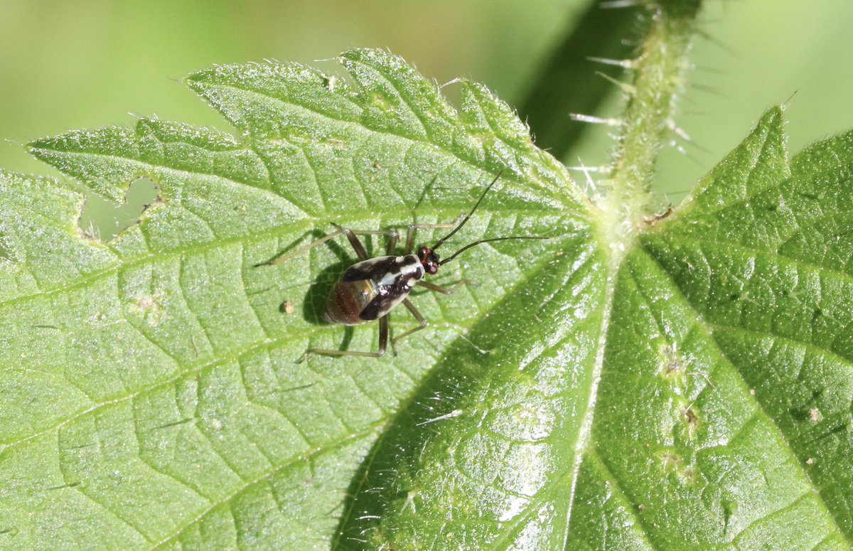 Can I get an ID on this rather nice looking aphid please seen 29/05/23 Tameside Nature Reserve @BritishBugs @rockwolf74 @Buzz_dont_tweet @StaffsWildlife @StaffsInverts #aphid #truebug #Hemiptera