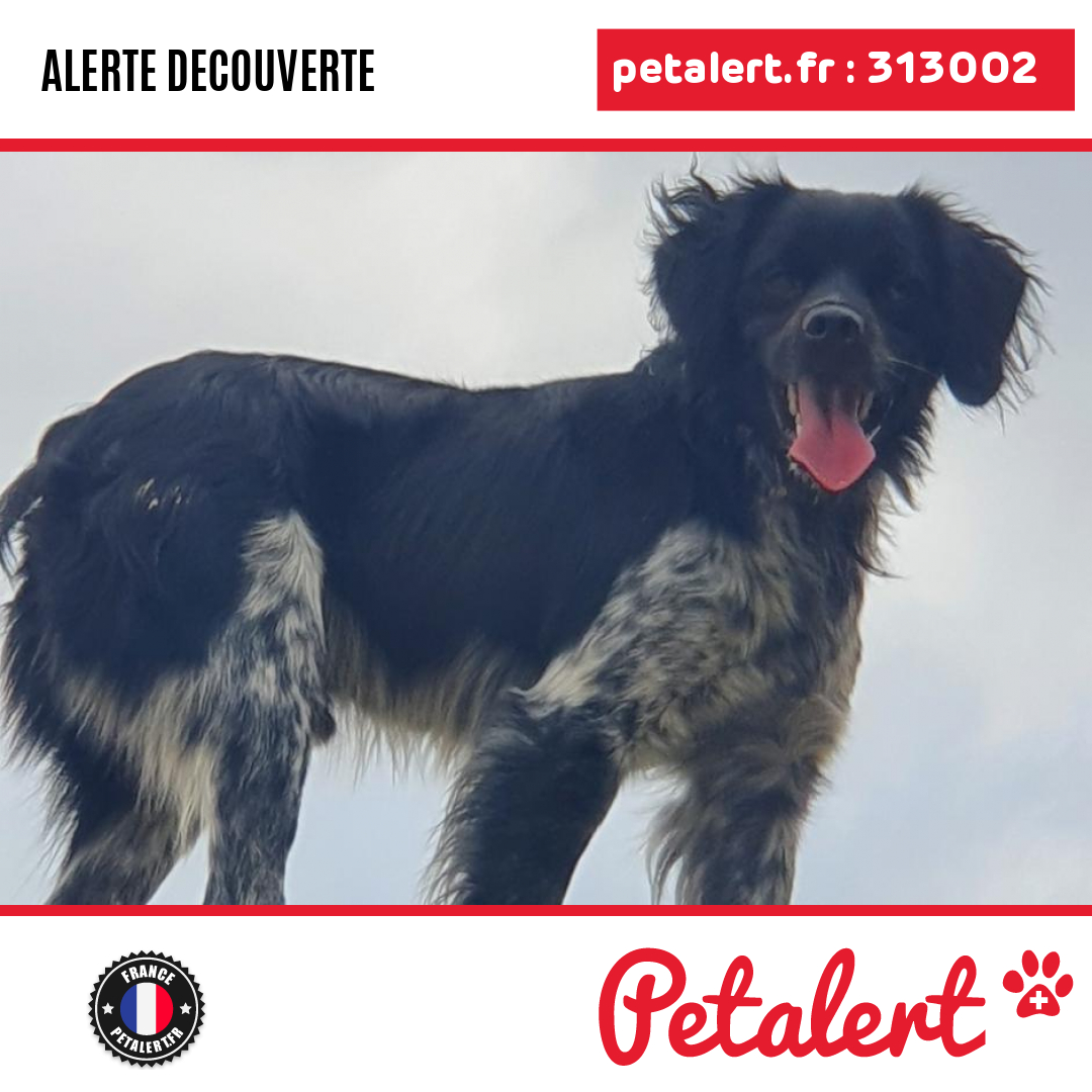 petalert_france's tweet photo. Trouvé #Chien #Var #LaRoquebrussanne #Petalert #PetAlert83 / https://t.co/BdVJ79nIoD https://t.co/UvyfsUMyAd