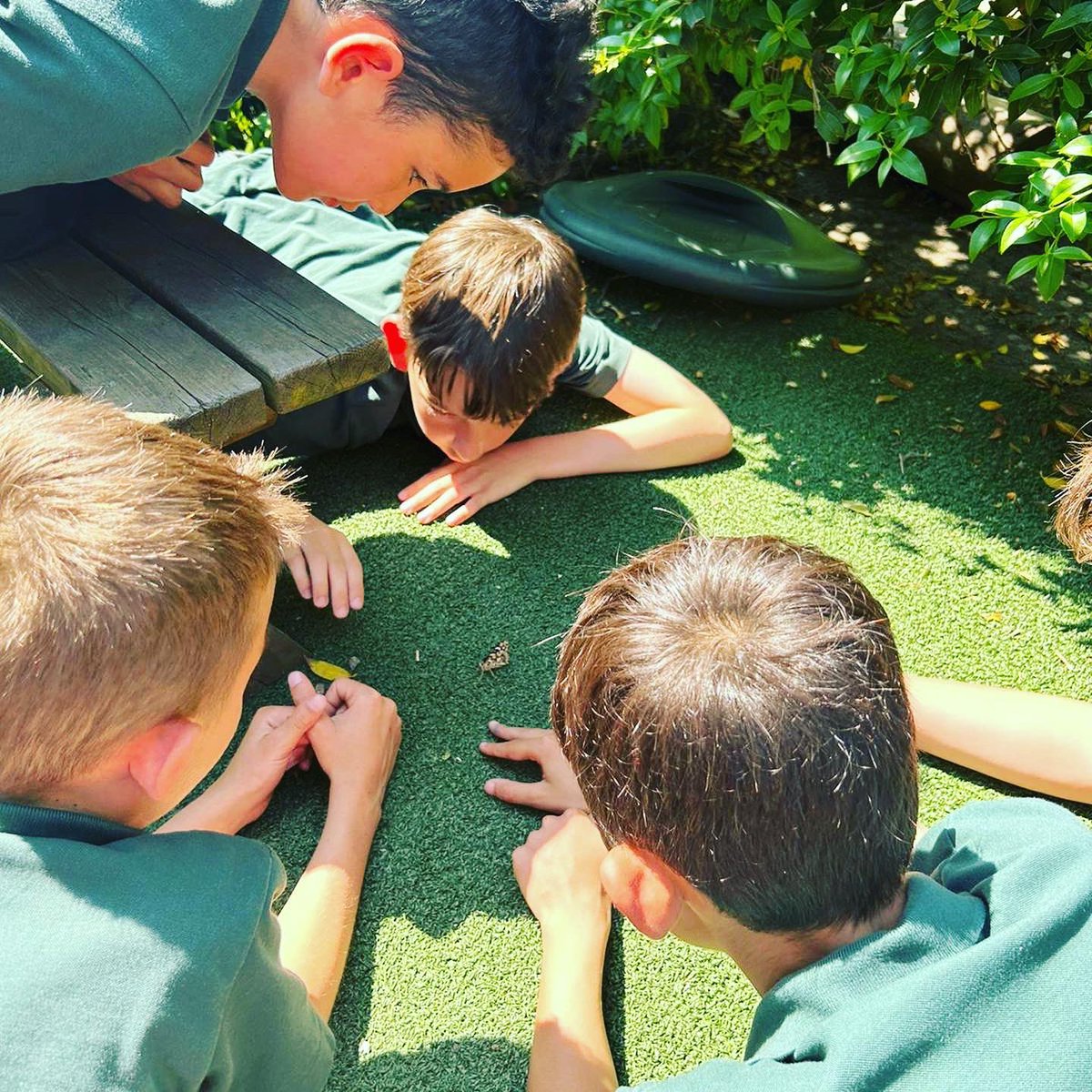 Year 5 have been studying the life cycle of butterflies over the last 6 weeks and today it was time to set them free! #year5science #butterflylifecycle #freetofly🦋 #prepschoollife #arnoldhouseschool