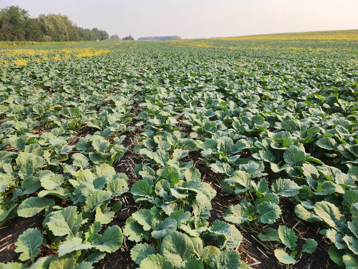 Good to see the shining canola fields finally. #needabreakfromcutworm #scout23 #westcdnag