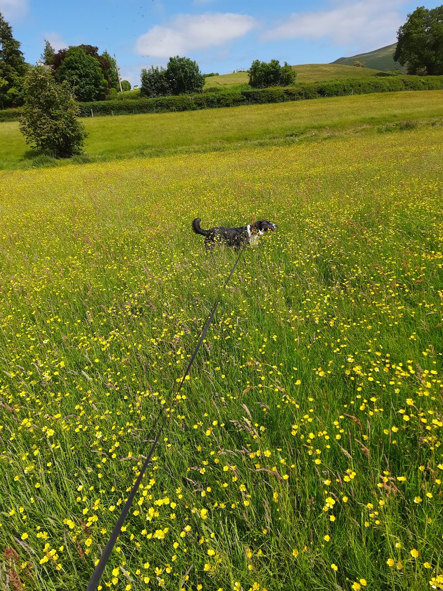 SteveFairchil18's tweet image. @AphasiaSupport #bigstepchallenge
Just under 20,000 steps today making a total of 138,194  for the month so far, Annie&apos;s still going strong