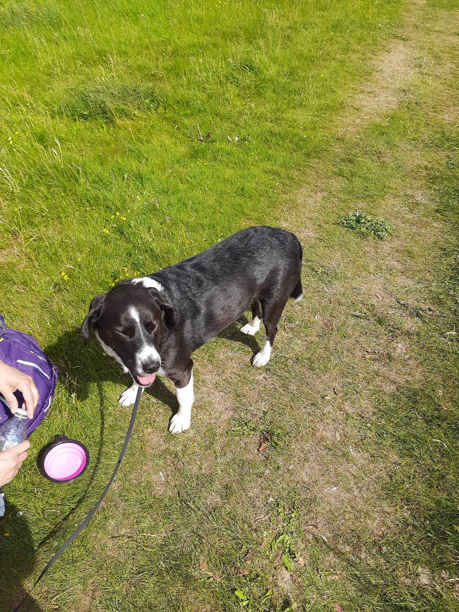 SteveFairchil18's tweet image. @AphasiaSupport #bigstepchallenge
Just under 20,000 steps today making a total of 138,194  for the month so far, Annie&apos;s still going strong