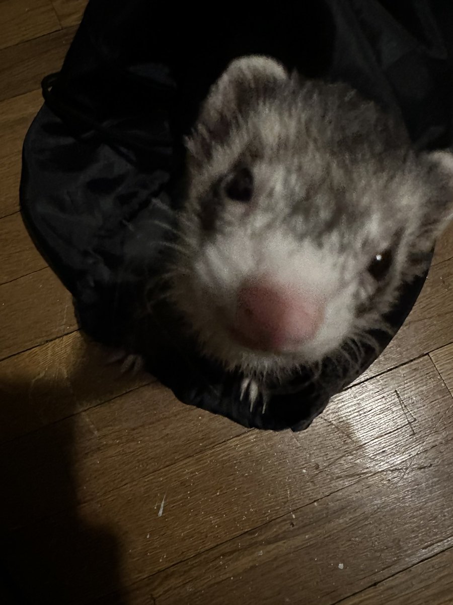 “Why did you call me out of the bag I legally stole from you, dad?” #ferret #ferrets #ferretlife #sneakthief