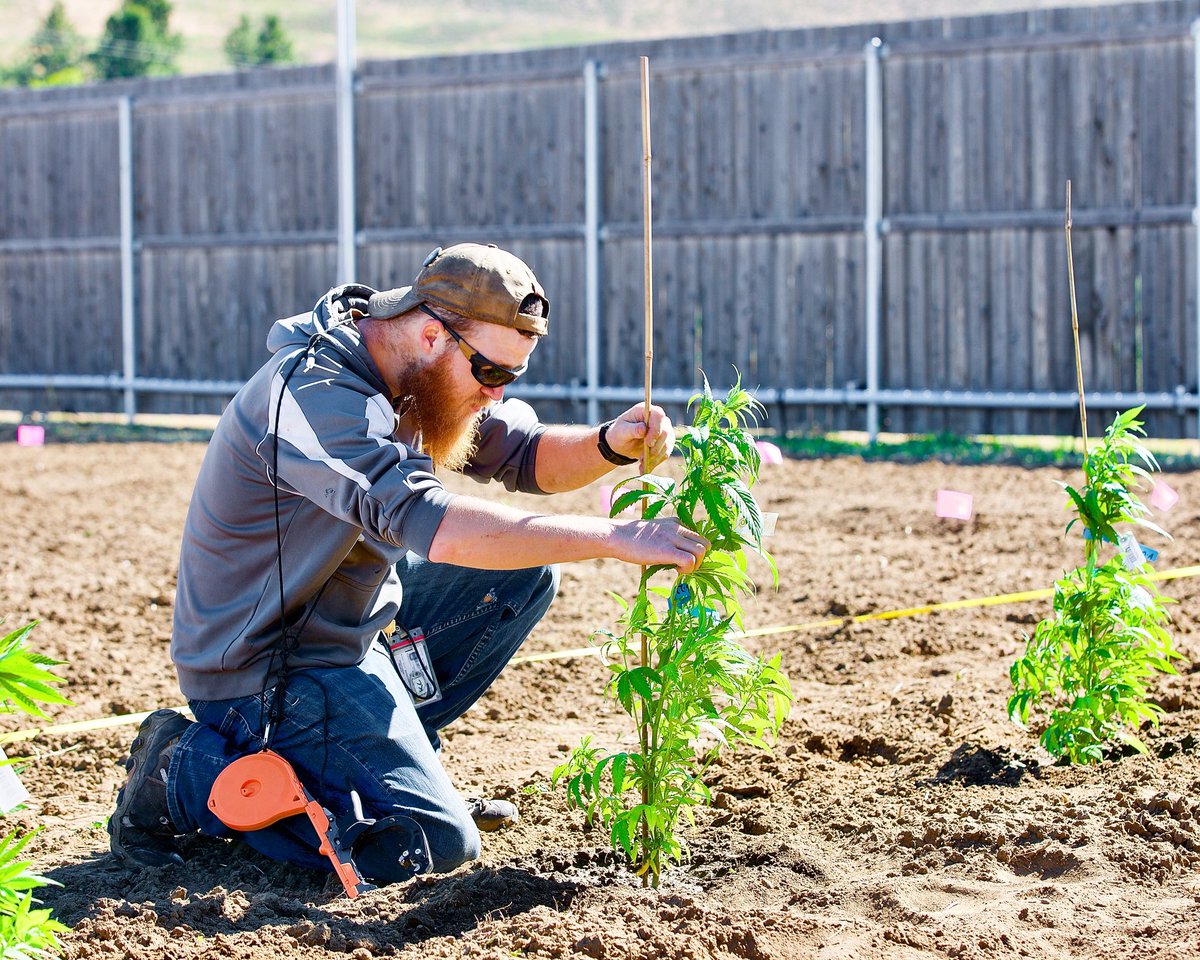 David Goodman tweet media