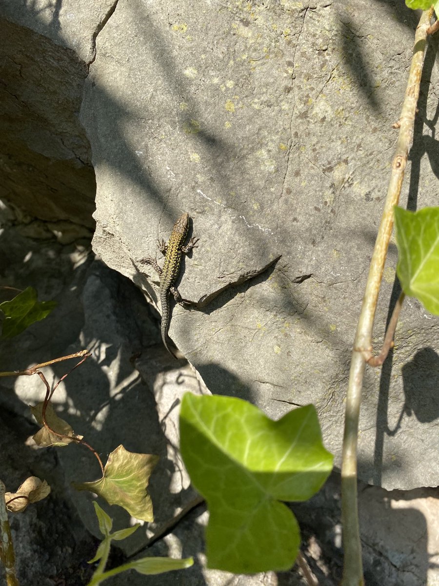 What lizard is this ⁦<a href="/ChrisGPackham/">Chris Packham</a>⁩ ⁦<a href="/BBCSpringwatch/">BBC Springwatch</a>⁩ ⁦<a href="/michaelastracha/">Michaela Strachan</a>⁩ enjoying the sunshine in Bristol ⁦<a href="/CliftonVillage/">Discover Clifton</a>⁩ ⁦<a href="/brunelsbridge/">Clifton Suspension Bridge</a>⁩