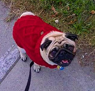Mr. Tomo Pug #Angel tweet media