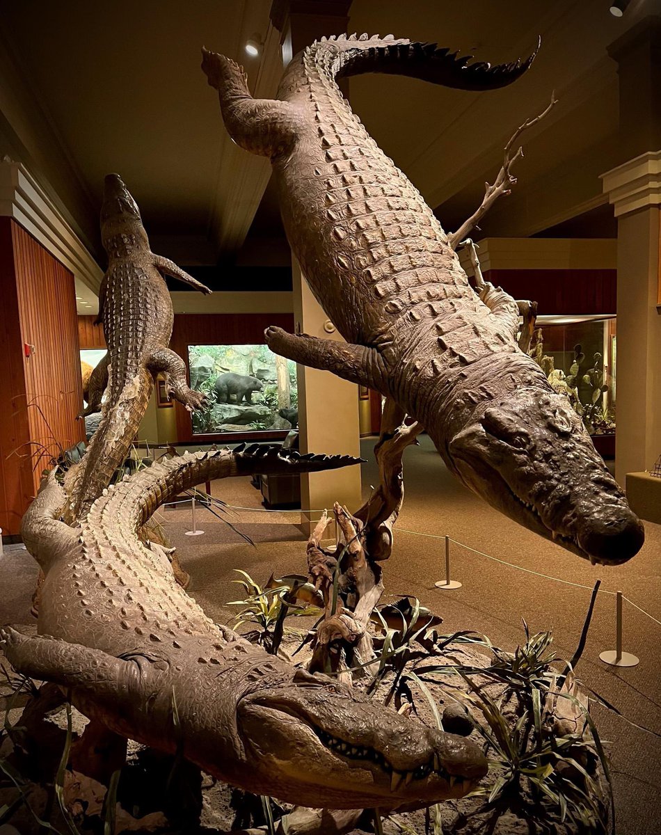 TM9380's tweet image. One of the coolest taxidermy mounts at the Carnegie museum. These Nile crocodiles are also enormous!