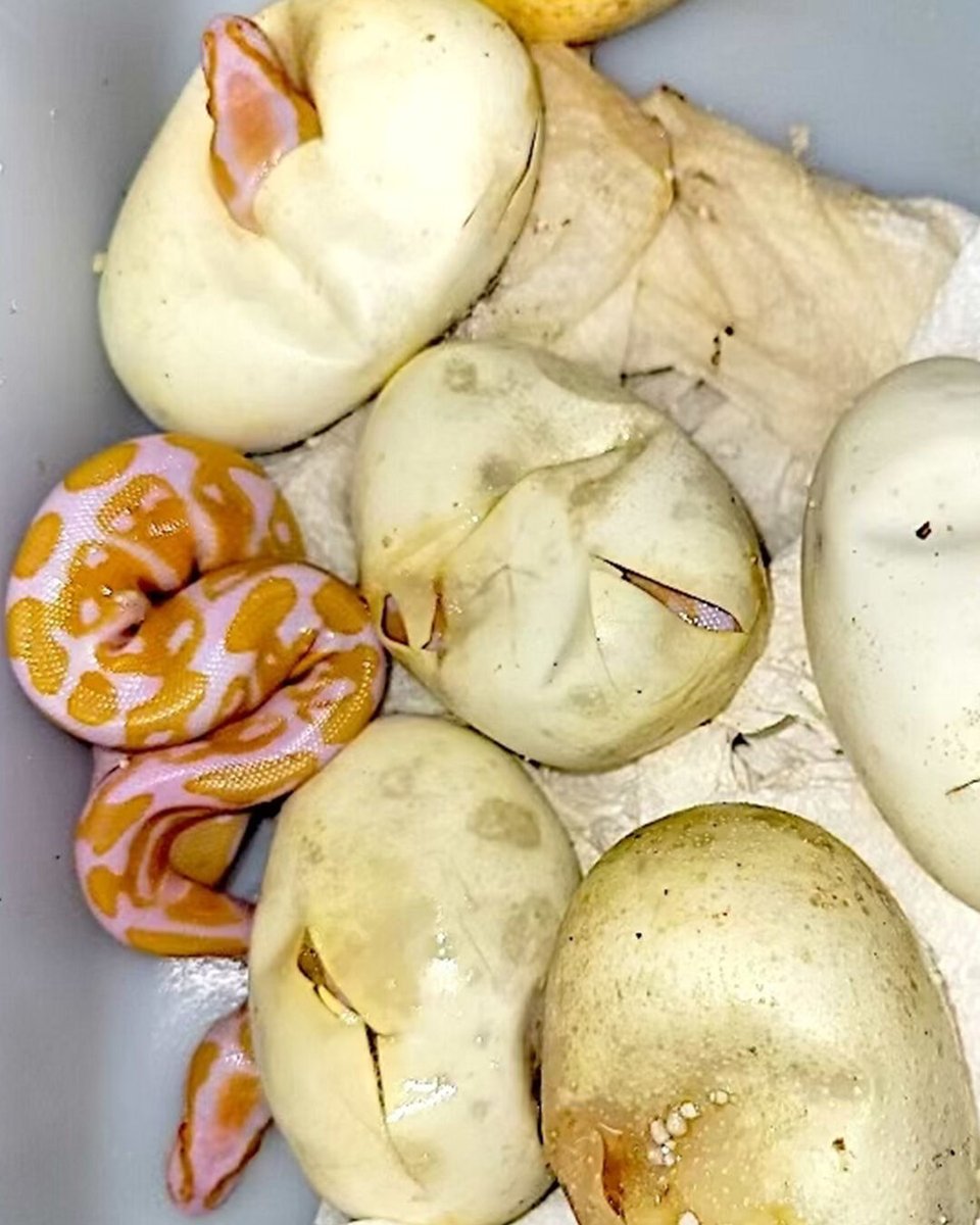 XYZReptiles's tweet photo. 2023 baby albino #ballpythons will be available early July! Get on the waitlist now to be notified as soon as they hit the site! https://t.co/h8ifcvi4Ji #XYZReptiles #BallPython #BabyBallPython #BallPythonMorph #PythonRegius #RoyalPython #Snake #Pets #Reptiles #AlbinoBallPython https://t.co/Eksk2qs5dq