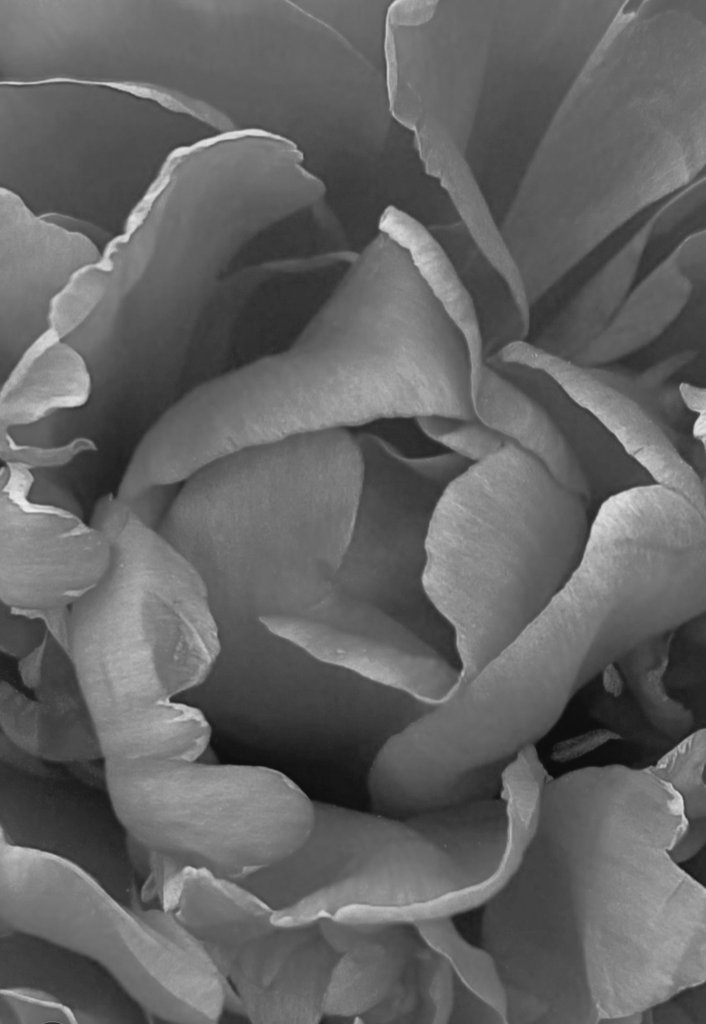 #GoodNightTwitterWorld #GoodnightEveryone Been a long day and got a long day ahead of me tomorrow so sorry for not posting much in the next day or so. Luv ya all ♥️ 😍 
#FLOWER #FlowersOnFriday #flowerphotography #blackandwhitephotography #blackandwhitephoto