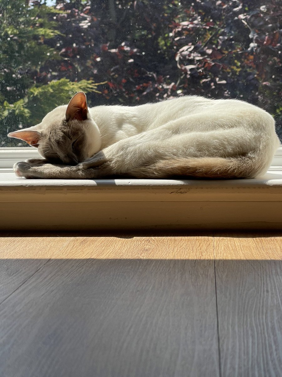 Some of you may have already met this lil troublemaker. I’m raising money for the shelter who rescued him all month, along with my wonderful team mates supporting the charities of their choice this month ! Please check who’s live here : twitch.tv/team/thehellra… and help out ❤️