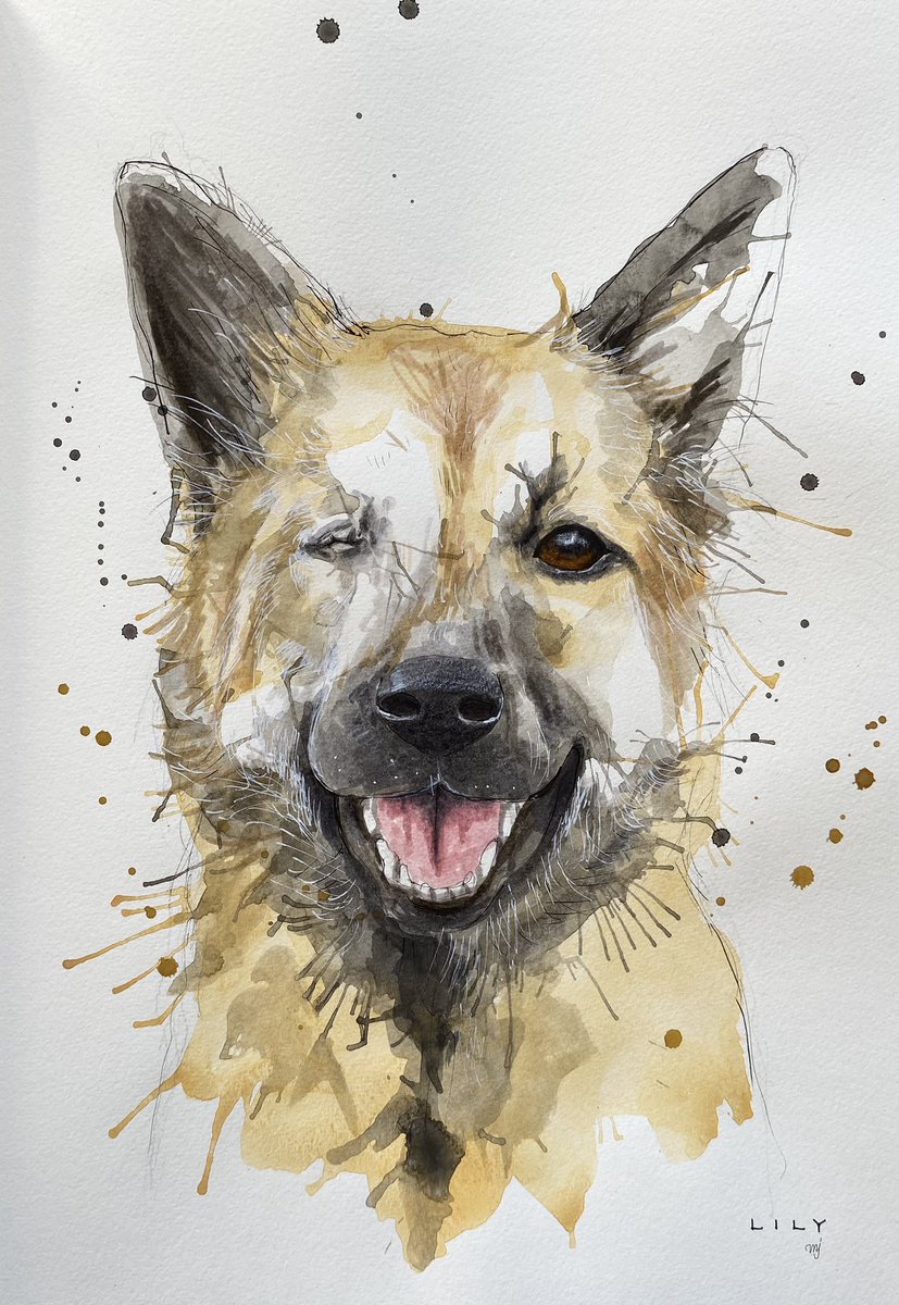 Lily <a href="/NiallHarbison/">Niall Harbison</a> 

#dogart #dogoftwitter #dogportrait 
Instagram @chellejung_draws