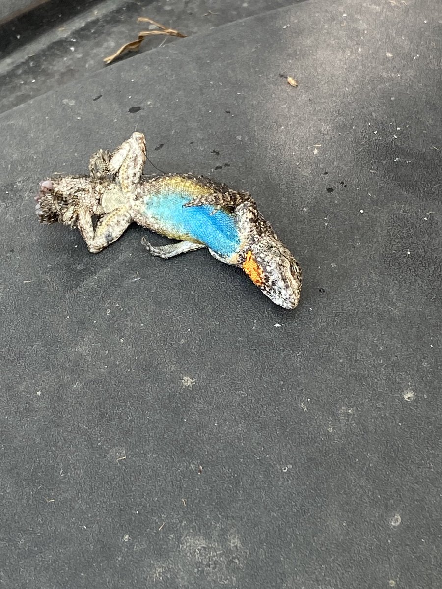 LaChaconC's tweet photo. @Herpeto_cosas mis perros atraparon este espécimen en el jardín. ¿Me puedes ilustrar sobre la especie y sobre todo, si es de importancia médica? https://t.co/1z3lVQA6p3