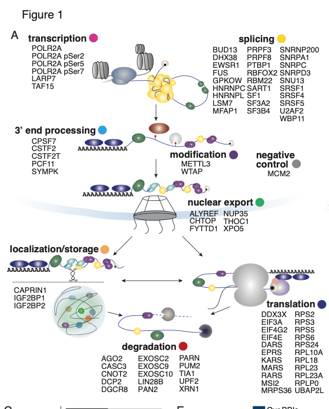 We’ve uncovered 20,359 new interactions among 1,125 proteins, shedding light on their roles in mRNA processing and maturation. This invaluable resource opens new avenues to identify multi-stage RBPs and explore RBP complexes in RNA maturation.