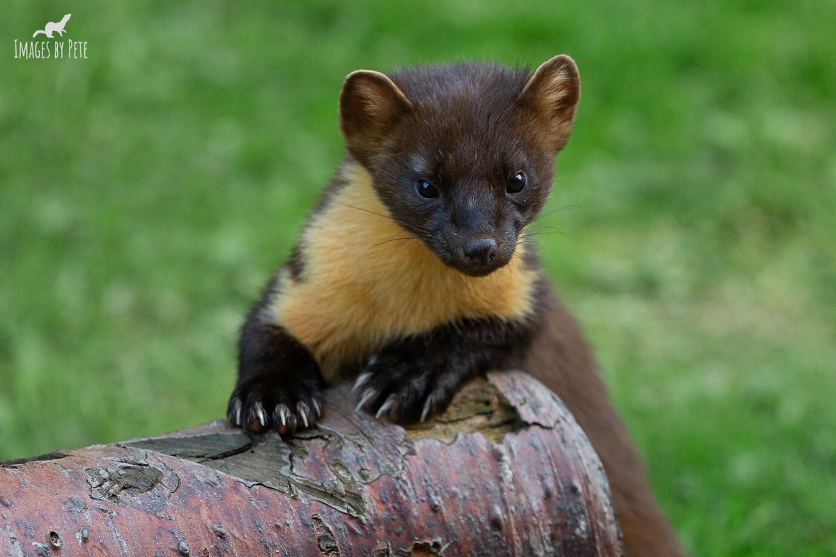 Happy Friday #PineMarten