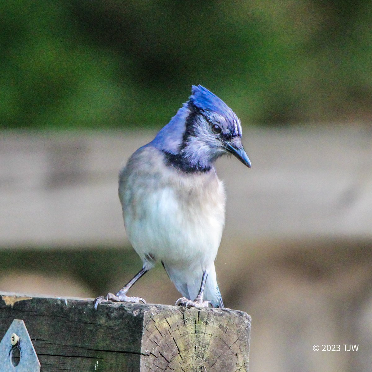 Backyard Blue Jay. He was fast but I finally got his pic. 

#bird #birdphotography #birdwatching #wildlifephotography #wildlife #nature #naturephotography #naturelovers #bluejays #photography #birds #georgia #backyardwildlife #backyard