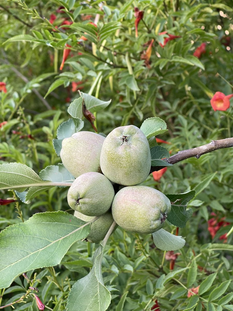 Apple blossoms and first fruits. #garden #GardenersWorld #gardening #GardeningTwitter #fruits #apples #flower #floral #blossomgarden #nature #NaturePhotograhpy #photograghy #HomeGarden #trees #appletree