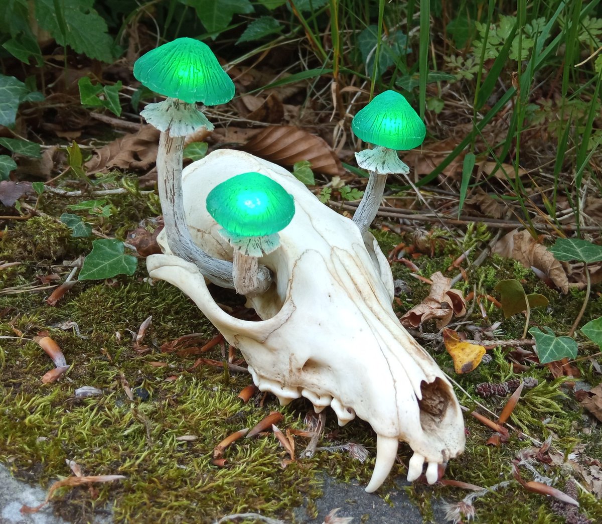 Still looking natural, still looking spooky - and still looking for a good home. 

Please consider, Halloween is around the corner ;3

#mushrooms #FungiFriday #skull #SkullAndBones #fungi #vultureculture #natur #forest #fox