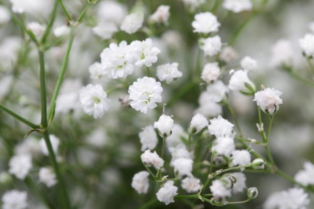 Enjoy baby's breath in your #garden with these tips. #greenthumb cpix.me/a/171259190